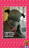 french bulldog puppy posted by DrakeTheMagician