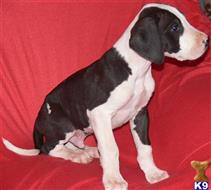 great dane puppy posted by DreamDanes