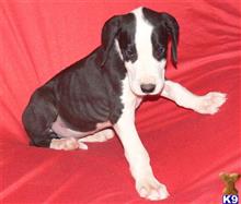 great dane puppy posted by DreamDanes