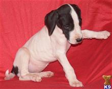 great dane puppy posted by DreamDanes
