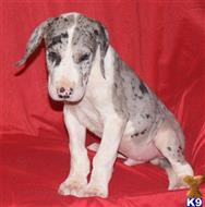 great dane puppy posted by DreamDanes