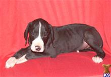 great dane puppy posted by DreamDanes