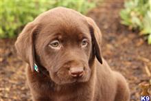 labrador retriever puppy posted by Dreamie11