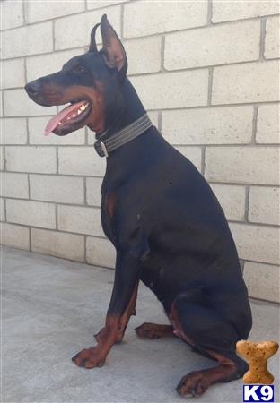 doberman pinscher puppy posted by Dsage
