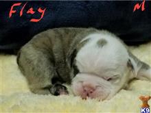 FLAY available Bulldog puppy located in Upper Sandusky
