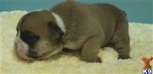 MOCHA available Bulldog puppy located in Upper Sandusky
