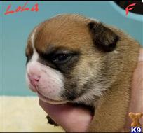 LOLA available Bulldog puppy located in Upper Sandusky