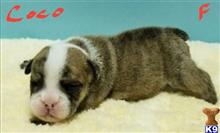 COCO available Bulldog puppy located in Upper Sandusky