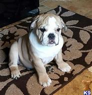 bulldog puppy posted by Dsmith0612
