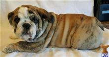 bulldog puppy posted by Dsmith0612