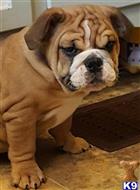 bulldog puppy posted by Dsmith0612