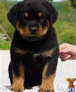 rottweiler puppy posted by Durff7458