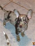 Chihuahua