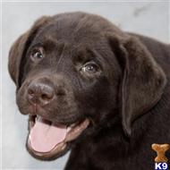 labrador retriever puppy posted by Dustyroads