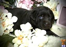 labrador retriever puppy posted by Dustyroads