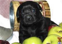 labrador retriever puppy posted by Dustyroads