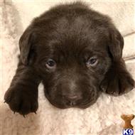 labrador retriever puppy posted by Dustyroads