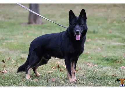 Veron von Prevent available German Shepherd puppy located in YORK