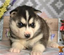 siberian husky puppy posted by Duym745