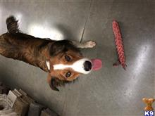 Hooter available Border Collie puppy located in CARSON CITY
