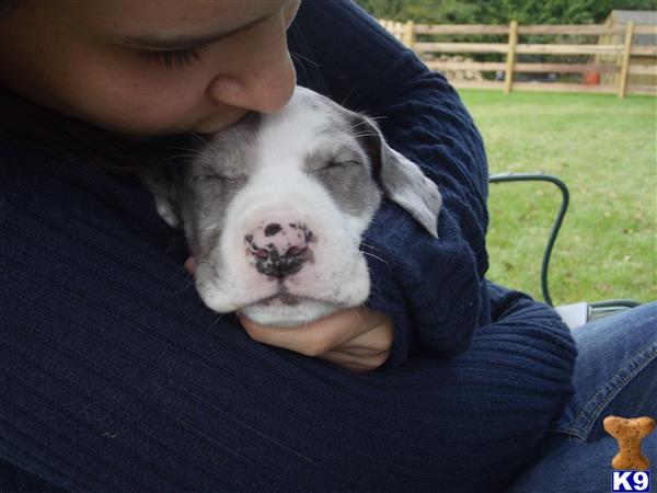 great dane puppy posted by Dzelazny