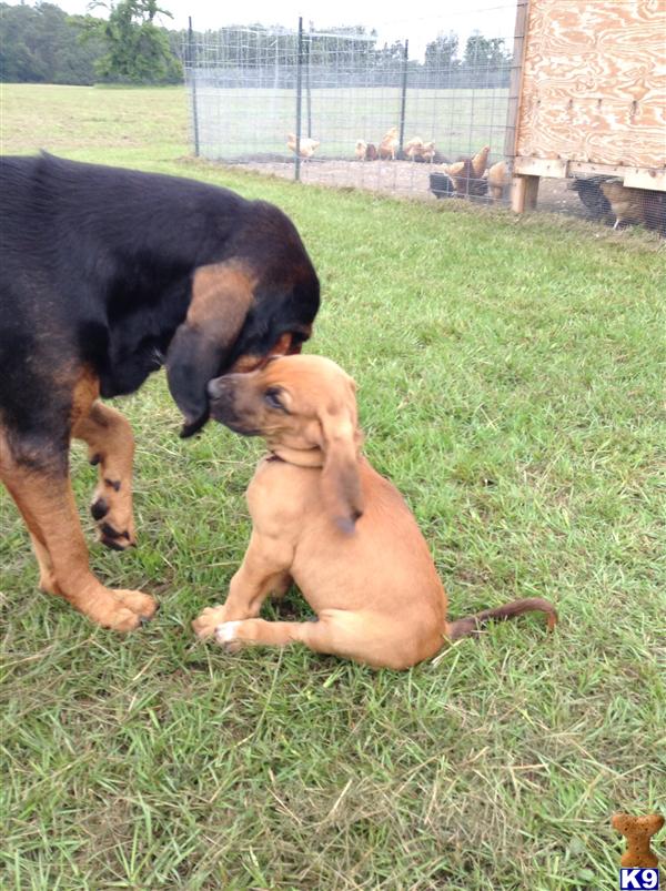 bloodhound puppy posted by ECMBloodhounds