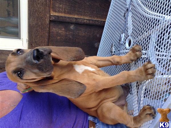 bloodhound puppy posted by ECMBloodhounds