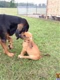 bloodhound puppy posted by ECMBloodhounds