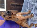 bloodhound puppy posted by ECMBloodhounds
