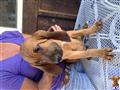 bloodhound puppy posted by ECMBloodhounds