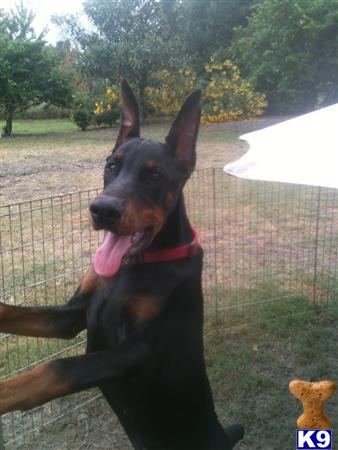 doberman pinscher puppy posted by EUROGUARDIANK9