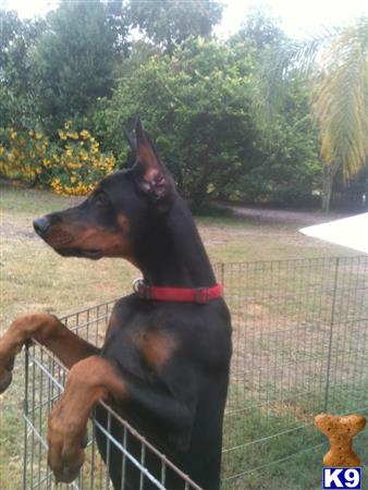 doberman pinscher puppy posted by EUROGUARDIANK9