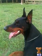 doberman pinscher puppy posted by EUROGUARDIANK9