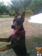 doberman pinscher puppy posted by EUROGUARDIANK9