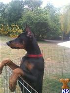 doberman pinscher puppy posted by EUROGUARDIANK9