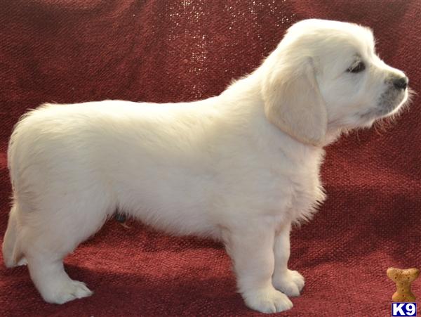 european golden retriever puppies for sale golden retriever puppy for sale european golden retreiver puppy 4 years european golden retriever puppies for sale golden retriever puppy for sale european golden retreiver puppy 4 years