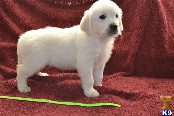 european golden retrievers for sale golden retriever puppy for sale european golden retreiver puppy 4 years european golden retrievers for sale golden retriever puppy for sale european golden retreiver puppy 4 years