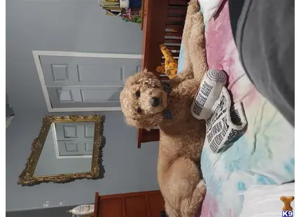 Rosko  available Goldendoodles puppy located in LAVEEN