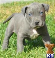 american pit bull puppy posted by Eksaf