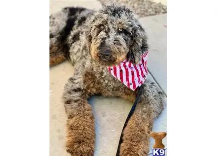 Winston available Bernedoodle puppy located in Santa Barbara