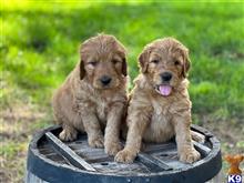 goldendoodles puppy posted by Ekyley
