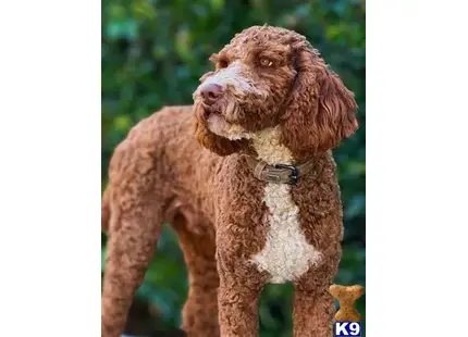 Fin available Poodle puppy located in Santa Barbara