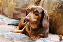 Willie available Dachshund puppy located in WEST UNION