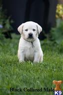 labrador retriever puppy posted by EliteLabs