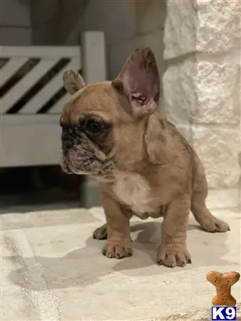 French Bulldog puppy for sale