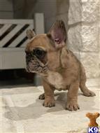 french bulldog puppy posted by Elite_french_bulldogs