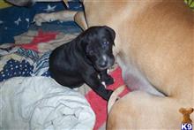 great dane puppy posted by Ellensdanes