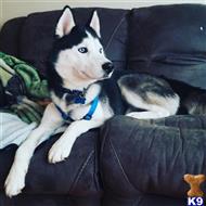 Siberian Husky