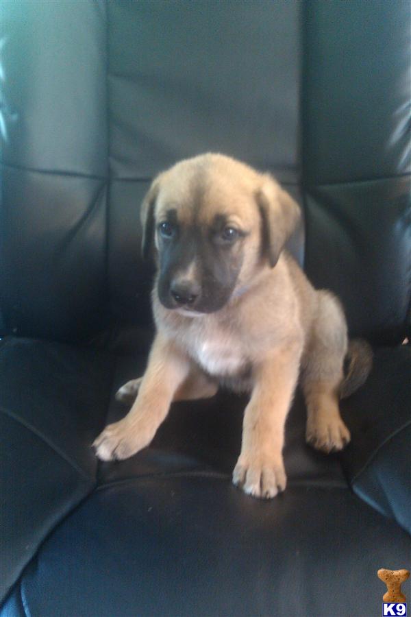 german great dane puppies for sale pin german shepherd great dane mix puppies on german great dane puppies for sale pin german shepherd great dane mix puppies on