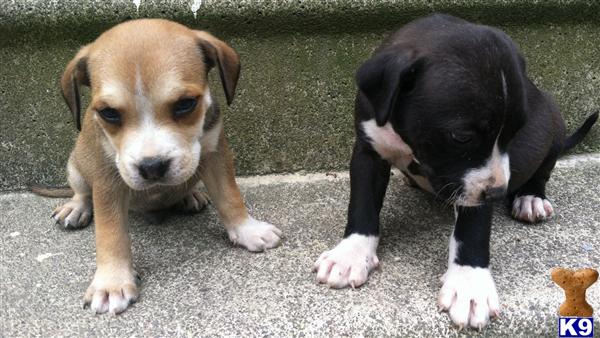 bulldog puppy posted by Emlie